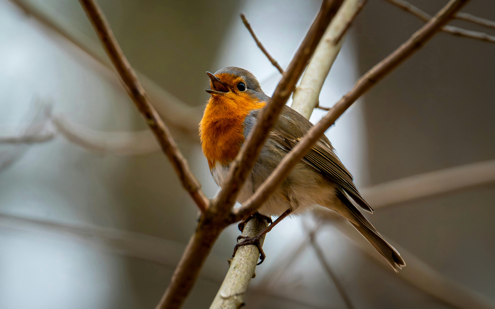 DISCOVER BIRDSONG